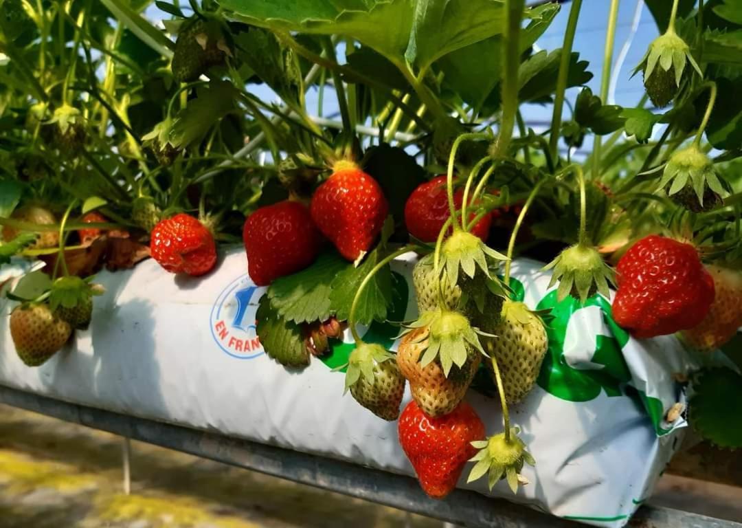 Au Bocage Parfume Gite La Cigaline Wirwignes ภายนอก รูปภาพ